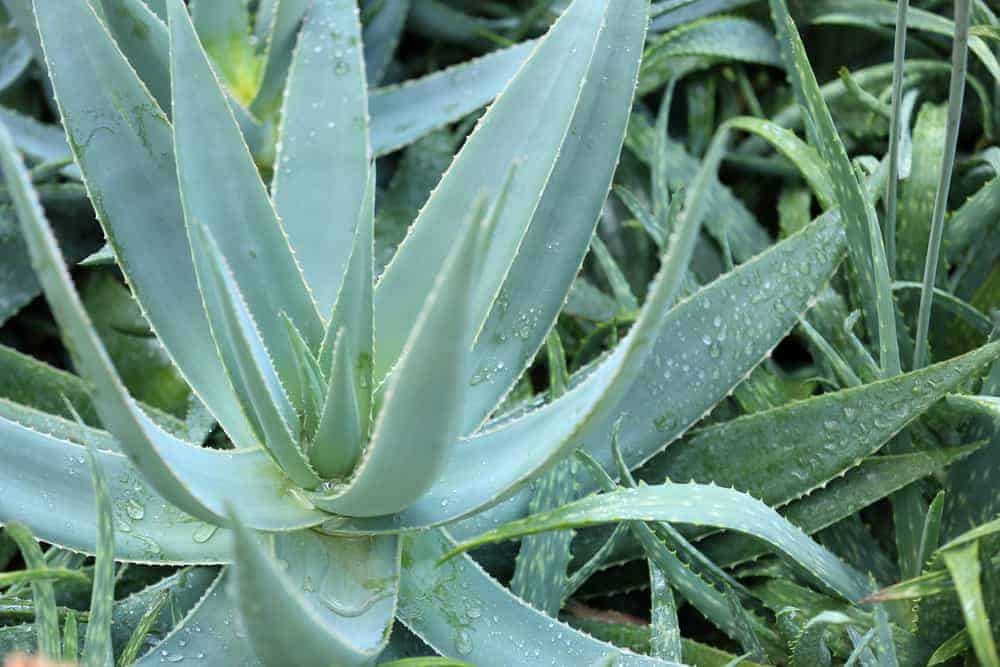 Aloe Arborescent – Aloe Plant