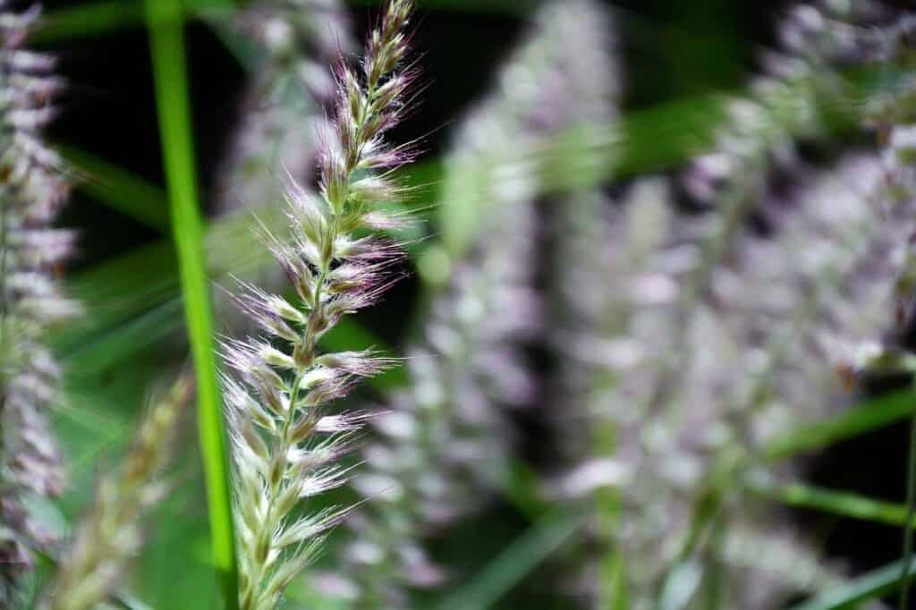 How to Grow White Fountain Grass