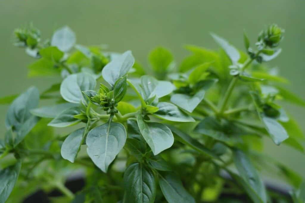 What Exactly Is Oregano?