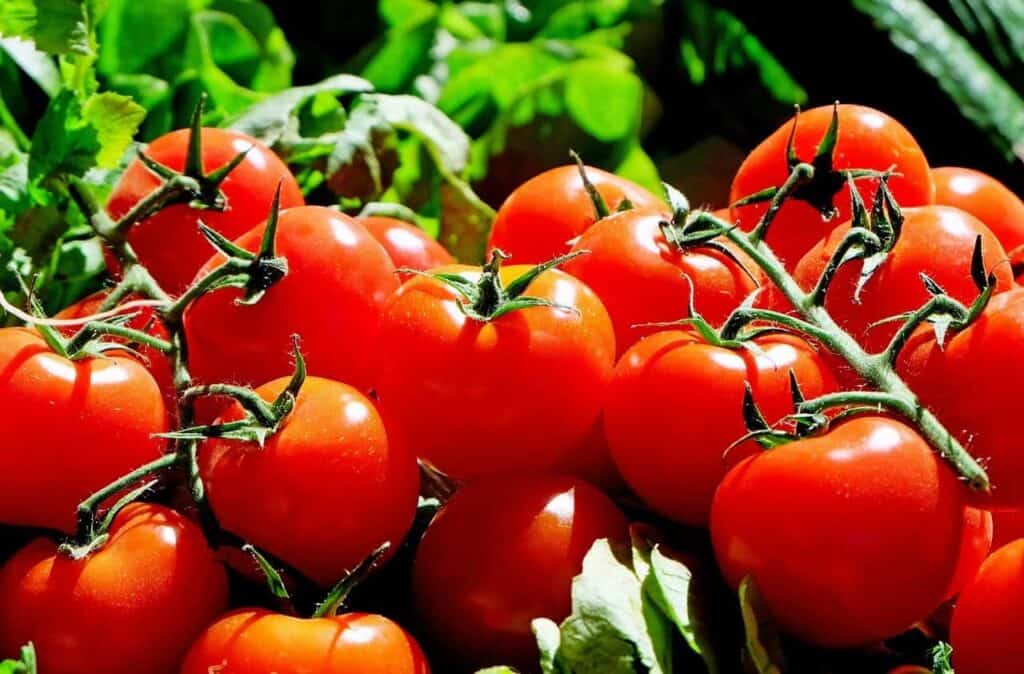 Getting Started With Growing Tomatoes