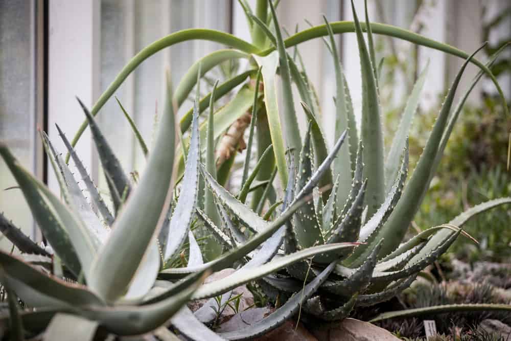 Aloe Chinensis