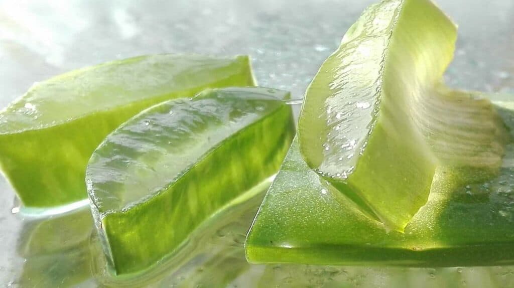 Aloe Vera - Benefits and Properties