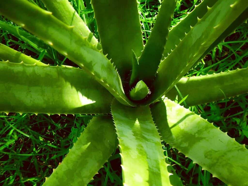 Aloe Vera - Cultivation and Gardening