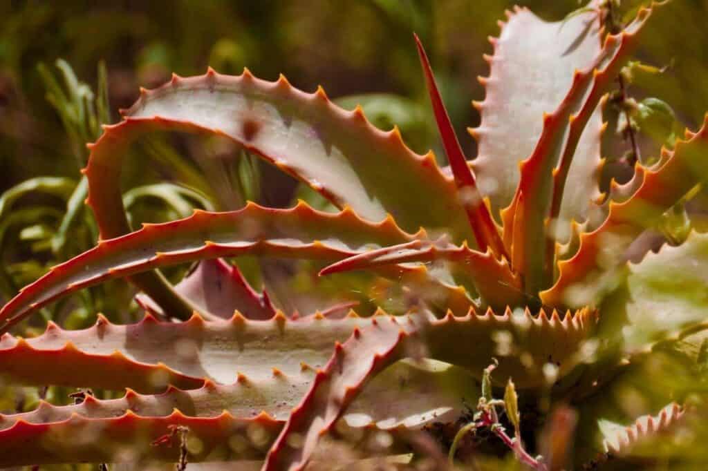 Aloe Plant - Aloe Vera