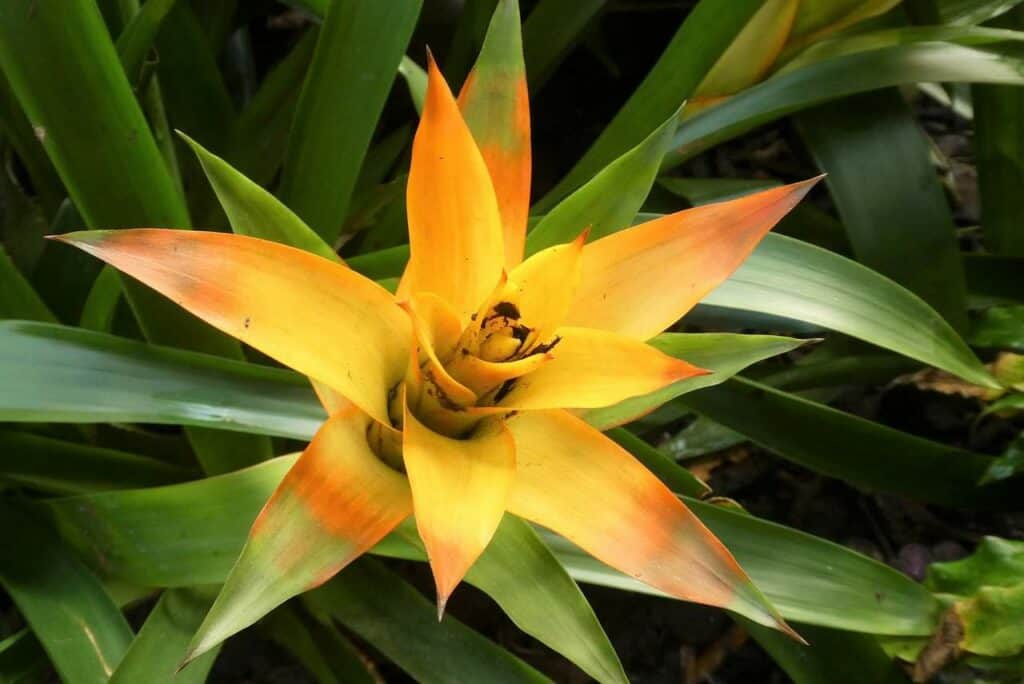 Are Bromeliads Safe for Cats?