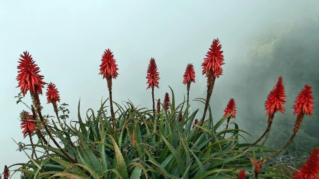 Aloe Flower - History and Origin