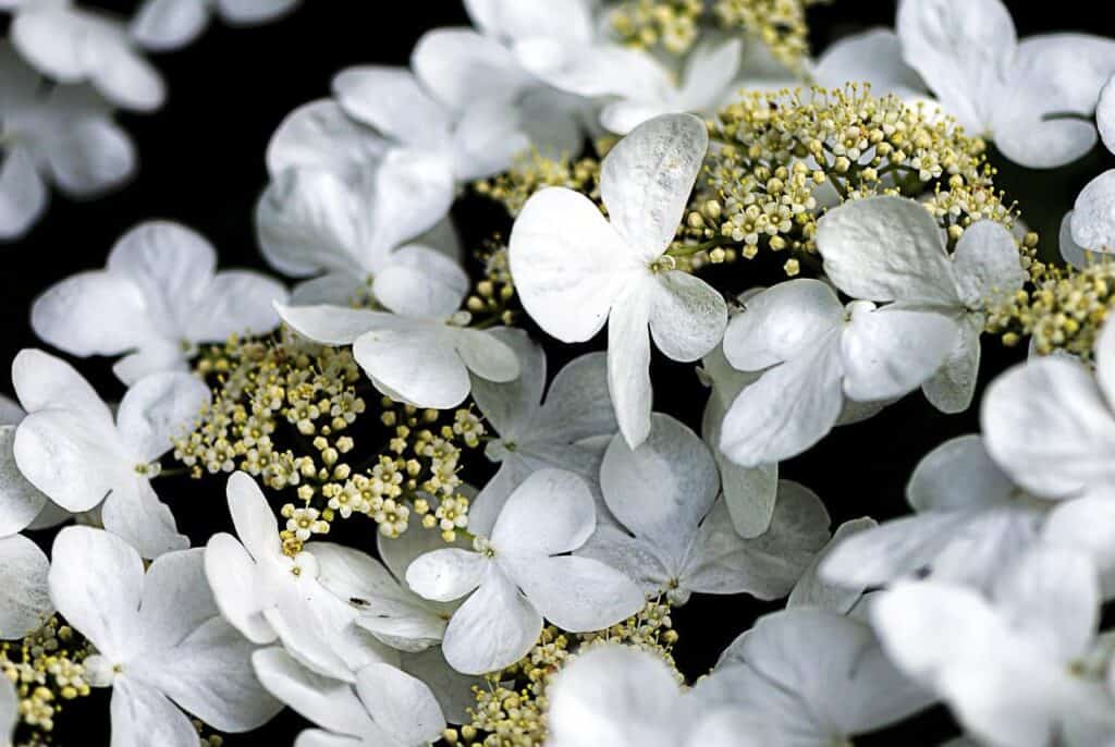 Yarrow Essential Oil