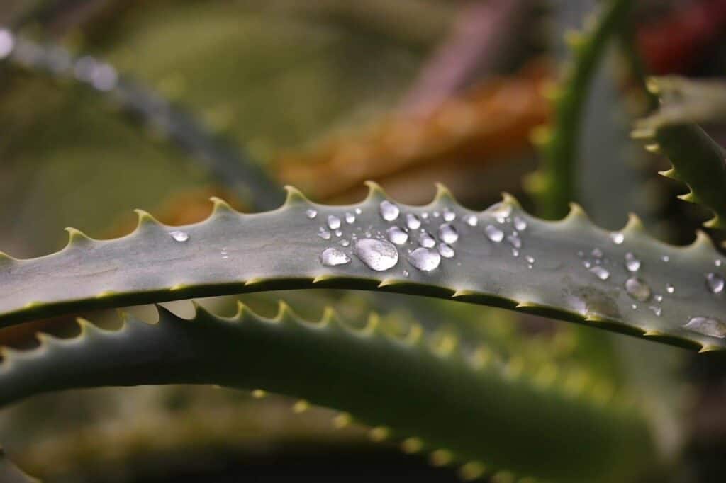 Ideas, Recipes, and Tips to Use Aloe Vera Leaves