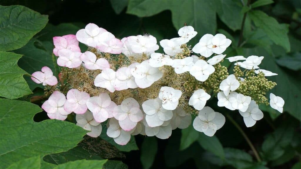 Oakleaf Hydrangea Snowflake vs. Snow Queen