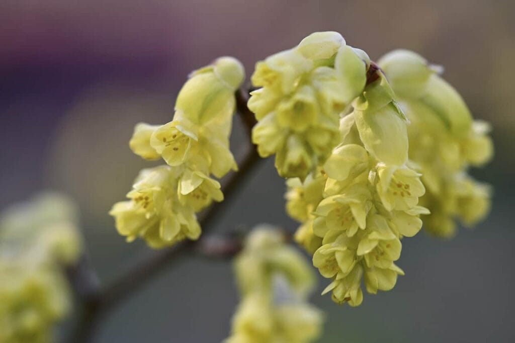 Lindera Benzoin Branch Tree