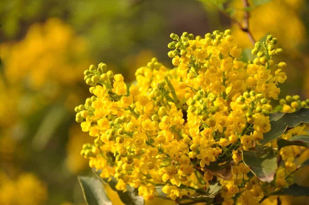 What is Mimosa Plant Used For?