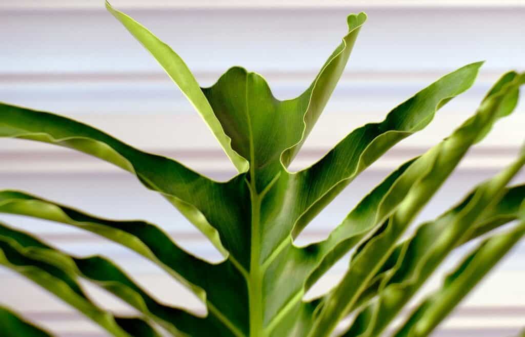 Philodendron Species