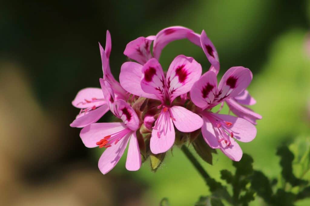 Geranium Flower