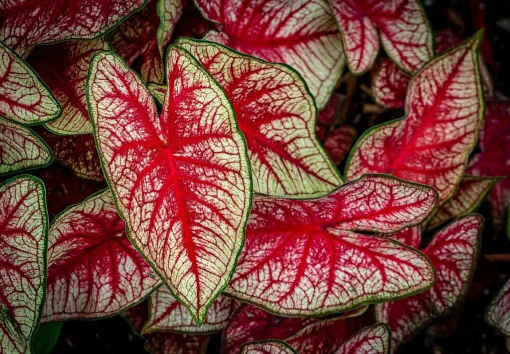 How to Plant Caladium Bulbs