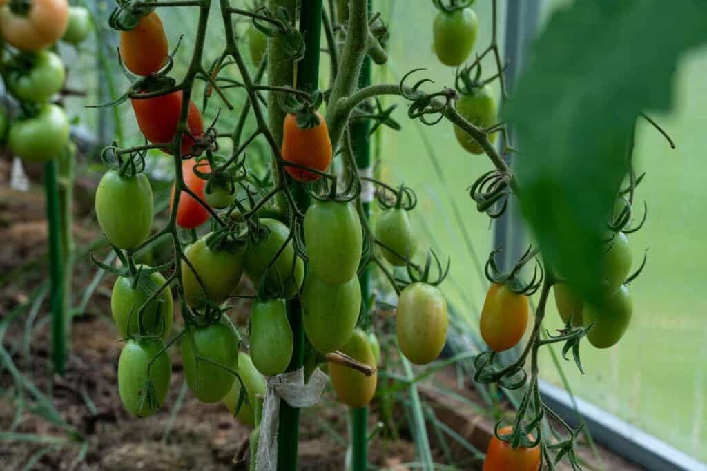 How Far Apart To Plant Tomatoes