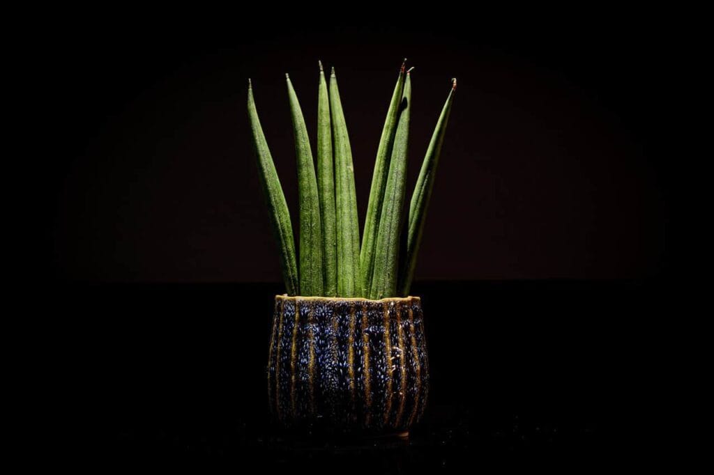 How To Separate Snake Plants