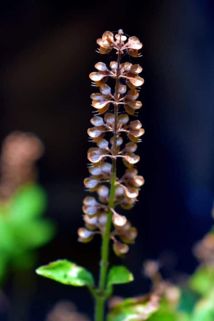 Basil Seeds