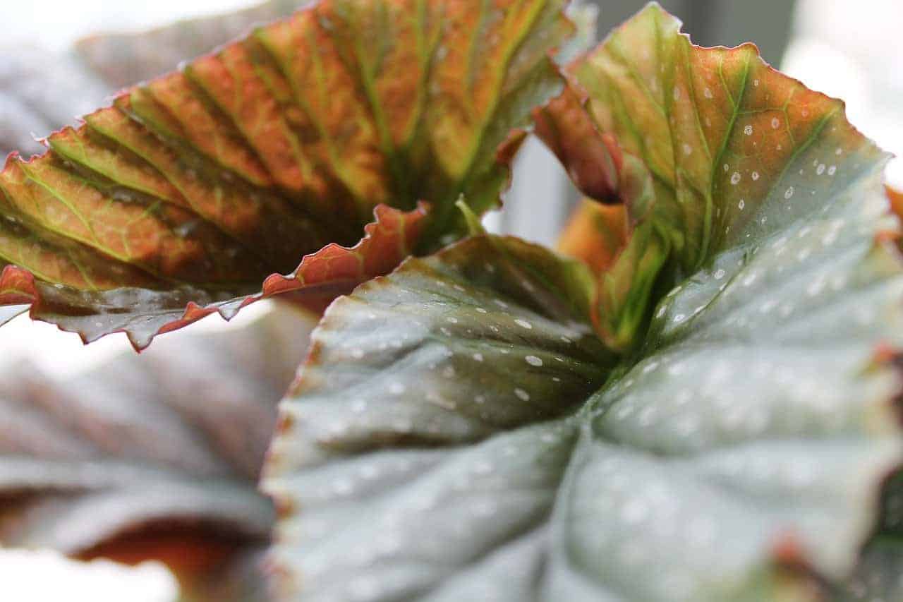 Begonia Corallina de Lucerna