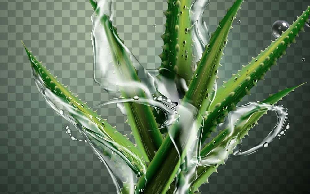 Different Types Of Aloe Vera – 15 Types Of Aloe Vera