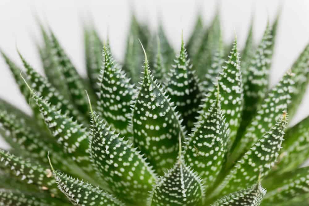 Aloe Aristata Care