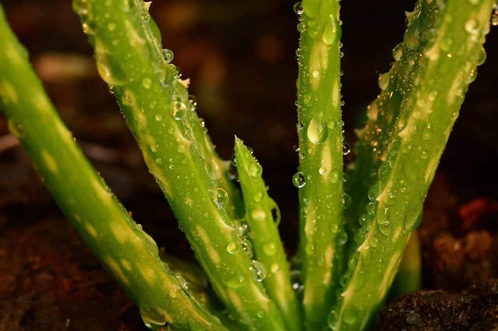 Why Aloe Vera Turns Yellow