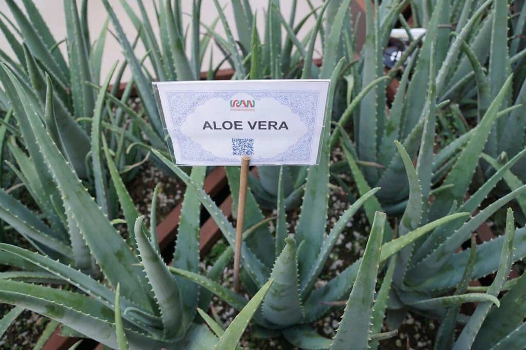 How to Grow and Care for Aloe Vera