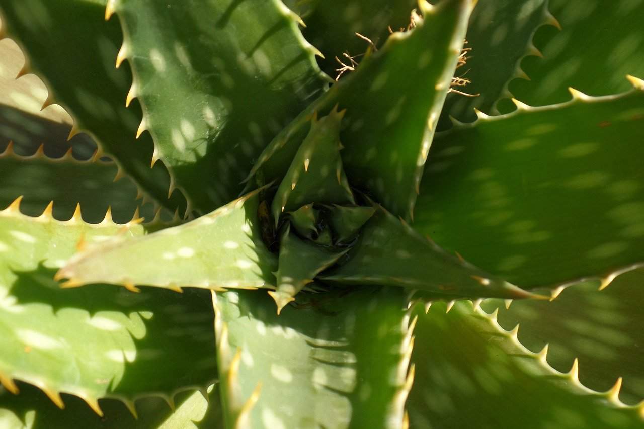 Aloe Barbadensis Miller