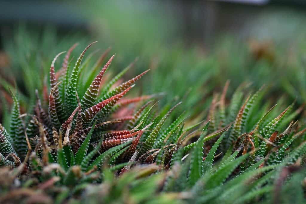 Growing Aloe Vera Outdoors